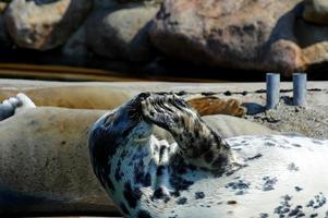 jogando salvou foca dentro uma jardim zoológico dentro Polônia foto