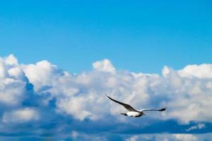 uma gaivota voa em um fundo de nuvens fofas. foto