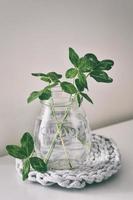 uma ramalhete do eu campo quatro folhas trevos dentro uma pequeno vaso em uma luz suave fundo foto