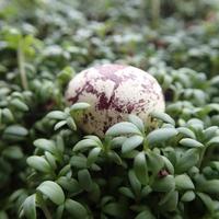 pequeno Codorna ovo deitado em uma verde agrião dentro fechar-se para Páscoa foto