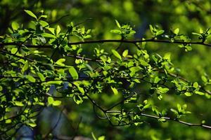 galho com jovem fresco Primavera verde folhas em uma caloroso ensolarado dia foto