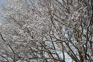 inverno fundo com Preto galhos do uma árvore coberto com branco neve e uma azul céu foto