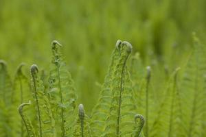 brilhante verde fundo com jovem Primavera samambaia folhas foto