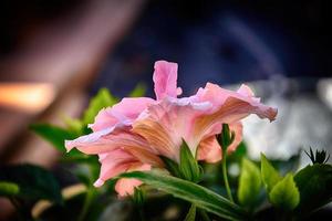 florescendo hibisco flor crescendo dentro a jardim entre verde folhas dentro uma natural habitat foto