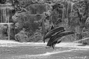 mostrar do Treinamento uma ampla adulto golfinho mamífero dentro uma jardim zoológico parque em uma ensolarado dia foto