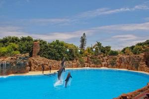 mostrar do Treinamento uma ampla adulto golfinho mamífero dentro uma jardim zoológico parque em uma ensolarado dia foto