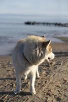 uma cachorro com uma colarinho sobre. solitário cachorro em a de praia. foto