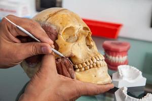 dentista mostrando a boca anatomia usando uma humano crânio foto