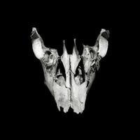 imagem quadrada de um crânio isolado no preto. crânio de uma vaca em preto e branco. foto