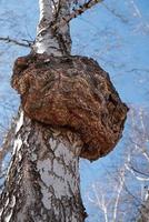 enorme crescimento em a tronco do uma bétula árvore. uma grande floresta árvore é doente. foto