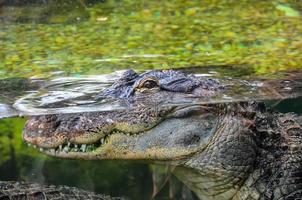 fechar acima do uma crocodilo foto