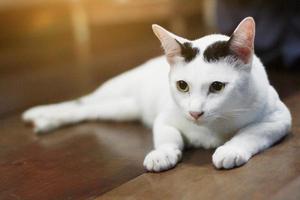 branco gato apreciar e relaxar em de madeira chão foto