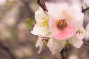 close-up de uma chaenomeles japonica rosa, ou o marmelo japonês ou marmelo de maule foto