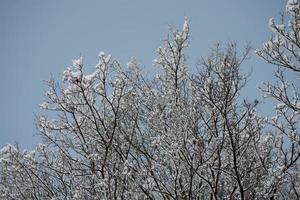 inverno fundo com Preto galhos do uma árvore coberto com branco neve e uma azul céu foto