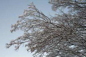 inverno fundo com Preto galhos do uma árvore coberto com branco neve e uma azul céu foto