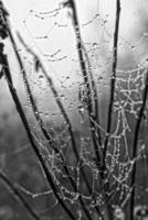 outono aranha rede dentro a névoa em uma plantar com gotas do água foto