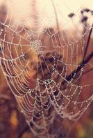 outono aranha rede dentro a névoa em uma plantar com gotas do água foto