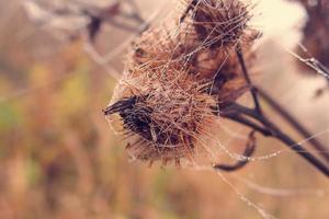 outono aranha rede dentro a névoa em uma plantar com gotas do água foto