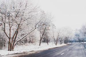 inverno panorama com fresco neve e árvores foto