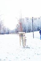 inverno panorama com fresco neve e árvores foto