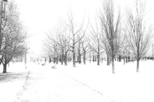 inverno panorama com fresco neve e árvores foto