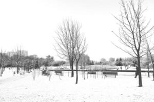 inverno panorama com fresco neve e árvores foto