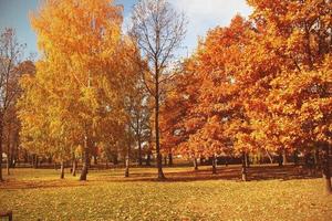 dourado outono panorama cheio do caído folhas dentro a parque foto