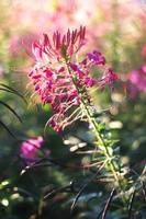 lindo florescendo Rosa cleome Spinosa linn. ou aranha flores campo dentro natural luz solar. foto
