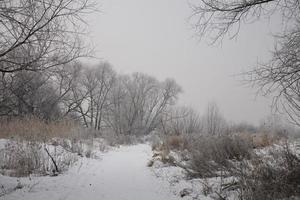 inverno panorama do uma cinzento manhã com branco neve e árvores foto