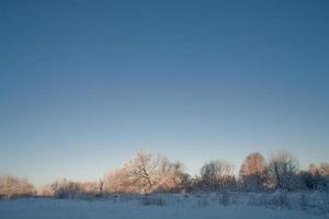 inverno panorama com branco lindo neve árvores e uma azul sem nuvens céu foto