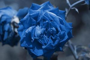 close-up de uma rosa azul foto