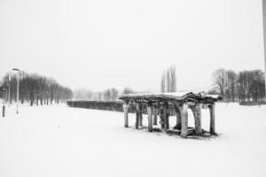 triste inverno Branco preto panorama com árvores dentro a neve dentro janeiro foto