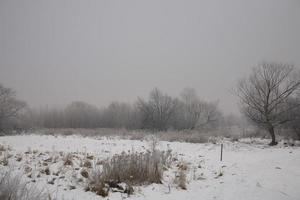 inverno panorama do uma cinzento manhã com branco neve e árvores foto