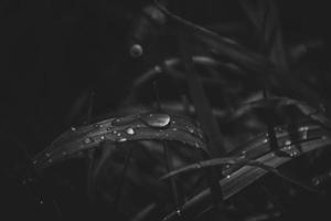 fundo com fresco gotas do verão chuva brilhando dentro a Sol em uma gramíneo campo foto