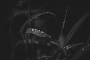 fundo com fresco gotas do verão chuva brilhando dentro a Sol em uma gramíneo campo foto