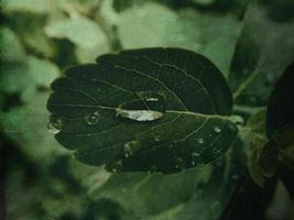 verão plantar com pingos de chuva em verde folhas foto