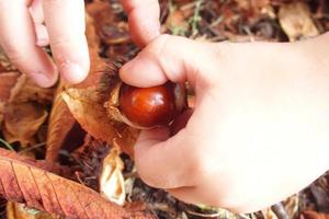 Castanho outono castanhas dentro a mãos do uma pequeno criança foto