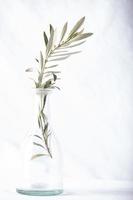 ramo de oliveira em um vaso foto