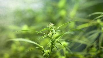 cultivo de maconha, broto de planta jovem de cannabis. foto