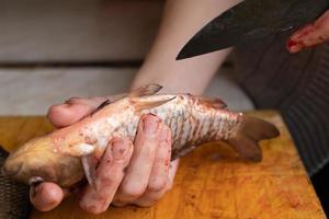 limpar peixes de intestinos, cortar carpa cruciana com uma faca. foto
