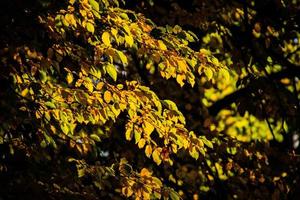 outono folhas em uma árvore ramo aceso de caloroso □ Gentil outono Sol foto
