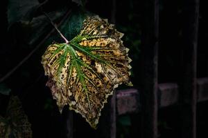 outono fundo com verde e dourado folhas iluminado de a caloroso Sol foto