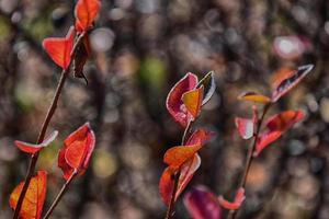 vermelho outono folhas em uma pequeno árvore foto