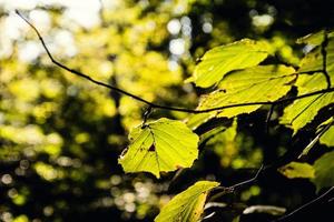 outono folhas em uma árvore ramo aceso de caloroso □ Gentil outono Sol foto