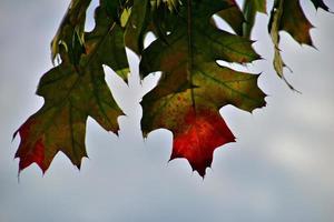 vermelho outono fundo do carvalho folhas em uma azul céu fundo foto