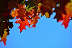 vermelho outono fundo do carvalho folhas em uma azul céu fundo foto