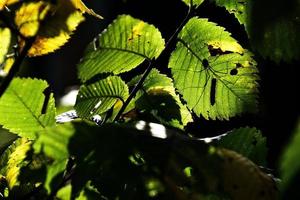 outono fundo com verde e dourado folhas iluminado de a caloroso Sol foto