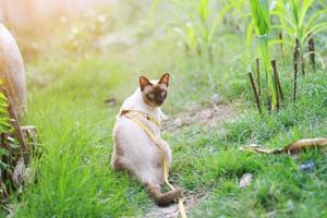 siamês gato apreciar e relaxar em verde Relva com natural luz solar dentro jardim foto