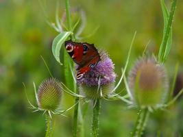 borboleta pavão em uma flor de carda foto