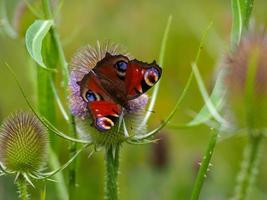 borboleta pavão em uma flor de carda foto